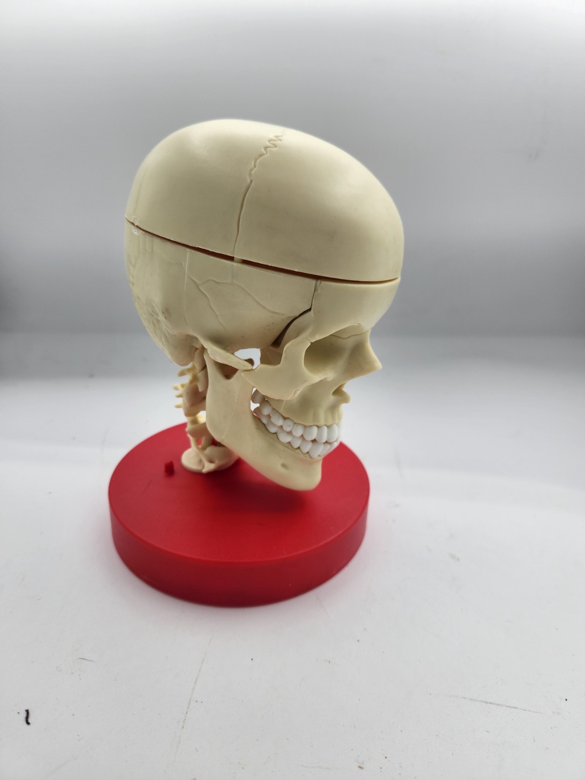 plastic anatomical skull 6.5 Inches Brain Inside Small