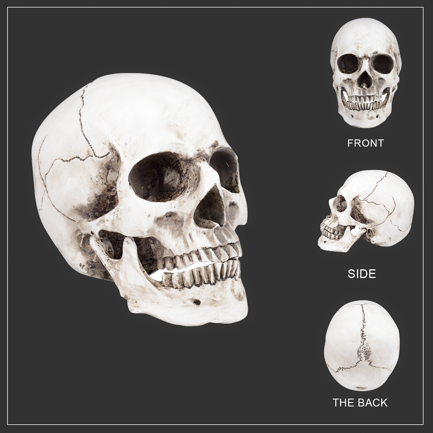 1:1 Retro Realistic HumanSkull Replica Resin Anatomical Model Removable Chin/Jaw